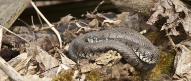 Event-Image for 'Kartierung von Reptilien durch Freiwillige in Langenthal und'