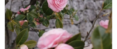 Event-Image for '„Das historische Rosenerbe in Schweden“ Bildvortrag'