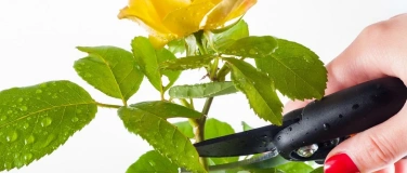 Event-Image for 'Schnittkurs Rosen und Str&auml;ucher'