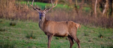 Event-Image for 'Der Rothirsch im Reusstal'