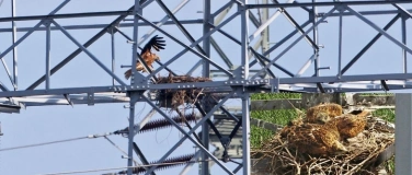 Event-Image for 'Veränderungen in der Vogelwelt'