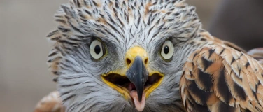 Event-Image for 'Der Rotmilan &ndash; majest&auml;tisch und angepasst'