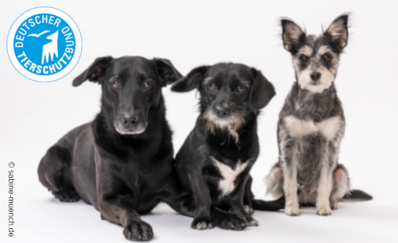 Hunde verstehen - Wie kommunizieren und lernen unsere Hunde? Online-Event Tickets