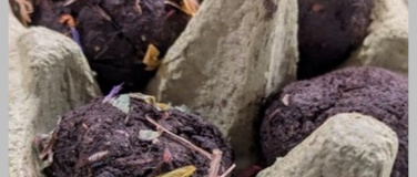 Event-Image for 'Saatbomben f&uuml;r Bienenfreunde'