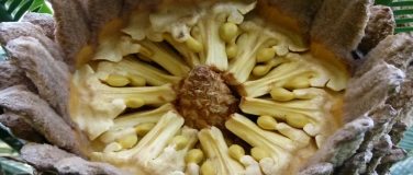 Event-Image for 'Spannendes und Heiteres im Pflanzenreich'