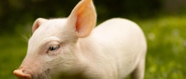 Event-Image for 'Vondue with Pigs'