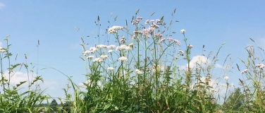 Event-Image for 'Kräuterwissen intensiv: die Schafgarbe'