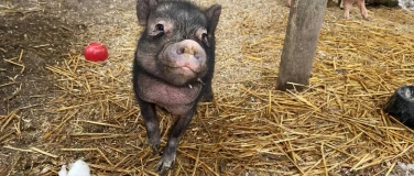 Event-Image for 'Vondue with Pigs'