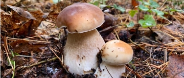 Event-Image for 'Guided mushroom tour'