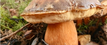 Event-Image for '1.5 hours guided mushroom tour'