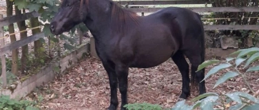 Event-Image for 'Seminartag Pferdeweisheit - Rückblick und Neuausrichtung'