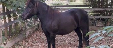 Event-Image for 'Seminartag Pferdeweisheit - Vom Schatten ins Licht!'