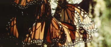 Event-Image for 'Mariposa Monarca – Ein Schmetterling als Migrant'