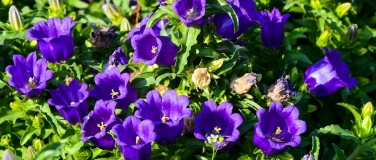 Event-Image for 'Bunter Glockenblumen-Markt'