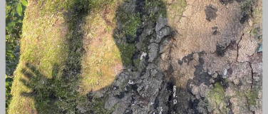 Event-Image for 'Simon Weiland: Im Wald'