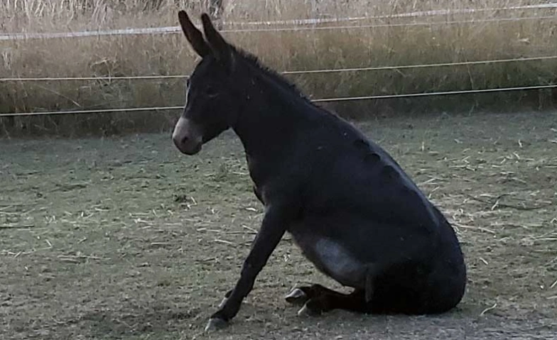 Event-Image for 'Esel-Workshop: In der Ruhe liegt die Kraft.'