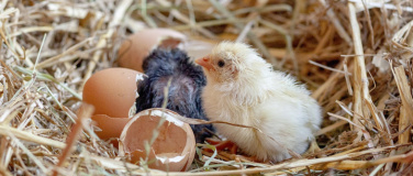 Event-Image for 'Sonderausstellung - Allerlei rund ums Ei'