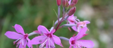 Event-Image for 'Im Sommer Herzensw&auml;rme sp&uuml;ren'