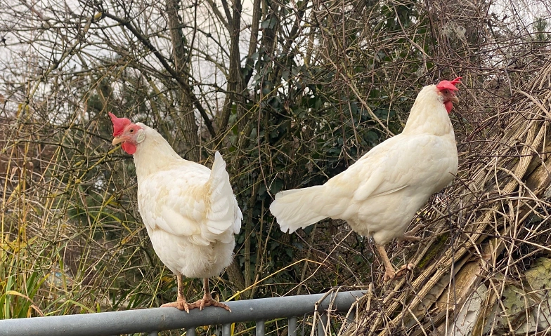 Event-Image for 'Stallluft schnuppern'