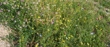 Event-Image for 'Bl&uuml;tenpracht & Kr&auml;uterwissen -  Wildkr&auml;uterf&uuml;hrung im Sommer'