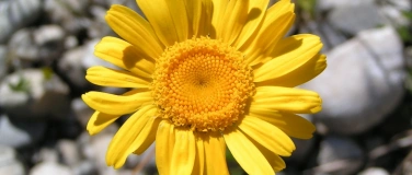 Event-Image for 'Bl&uuml;tenreichtum auf Magerstandorten erleben und f&ouml;rdern'