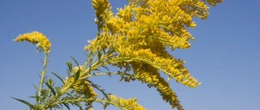 Event-Image for 'Neophyten entfernen'