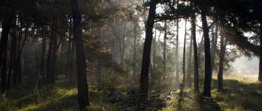 Event-Image for 'Quo vadis, Wald - die Zukunft unserer Nadelb&auml;ume'
