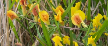 Event-Image for 'Es gr&uuml;nt und bl&uuml;ht so sch&ouml;n im Fr&uuml;hling&hellip;'