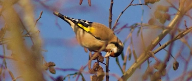 Event-Image for 'Sind schon alle V&ouml;gel da?'