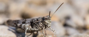 Event-Image for 'Wildes Leben in der Heide  -  Entdeckungstour f&uuml;r Familien'