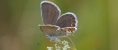 Event-Image for 'Wir entdecken den Schatz der Wiese'