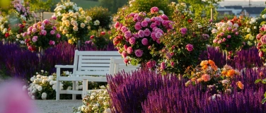 Event-Image for 'Steinfurther Rosentage'