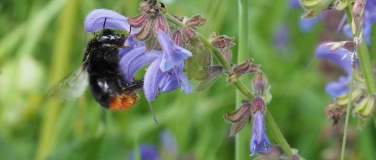 Event-Image for 'Biodiversität im Garten: Führung mit Yasemin Kurtogullari'