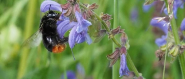 Event-Image for 'Biodiversität im Garten: Führung mit Yasemin Kurtogullari'