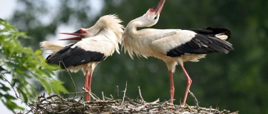 Event-Image for 'Storchensafari - Klappern, Kreisen, K&uuml;ken'