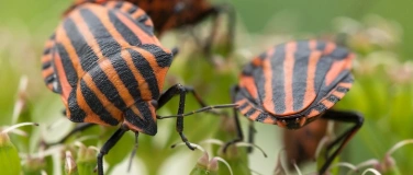 Event-Image for 'Abendführung «Faszination Insekten»'