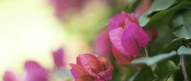 Event-Image for 'Nepal-Sommerbasar'