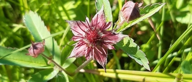 Event-Image for 'Sumpf-Blutauge und Co.- Kräuterwanderung durch die Obere Tre'