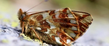 Event-Image for 'Wie ver&auml;ndern sich die Insektengemeinschaften der Schweiz?'