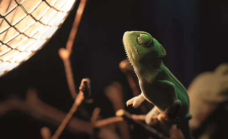 Taschenlampen-Abenteuer in der Biosphäre Potsdam Biosphäre Potsdam Billets