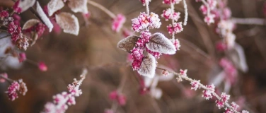 Event-Image for 'Teekonzert'