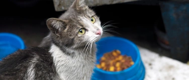 Event-Image for 'Umsiedelung von frei lebenden Katzen'