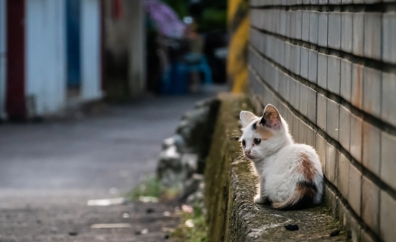 Katzenschutzverordnungen - platzieren und umsetzen ${singleEventLocation} Billets