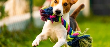 Event-Image for 'Buddeln, Rätseln & Co. -Beschäftigung von Hunden im Tierheim'