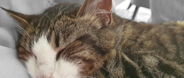 Event-Image for 'Tiersegnung'