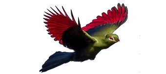 Event organiser of KINO: HERBSTFEUER - Brandfall Grandhotel Waldhaus