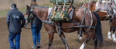 Event-Image for 'NPZ  Trainpferde Live / CEN Formation du Train en live'