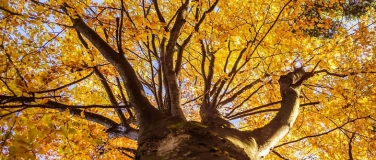 Event-Image for 'YOGA & NATUR'