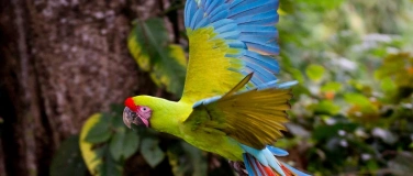 Event-Image for 'Hexen-Walpurgisfeier mit Regenwaldshow'