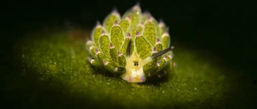 Event-Image for 'Vernissage  Unterwasserfestival.ch'